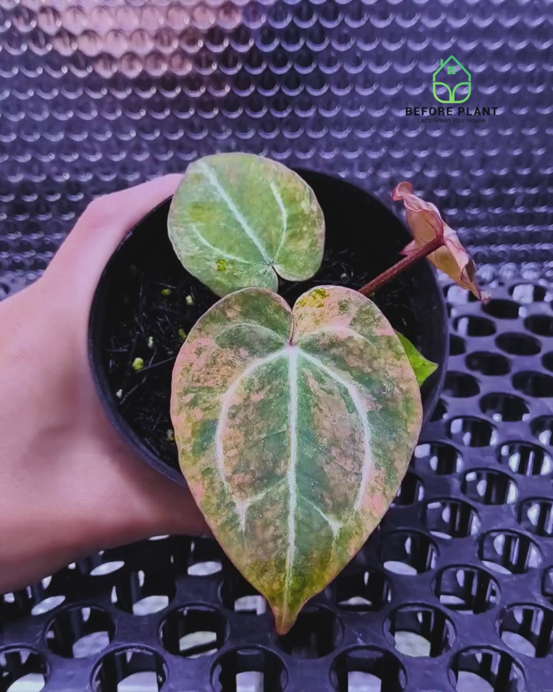 Anthurium Twistter x Red Crystal