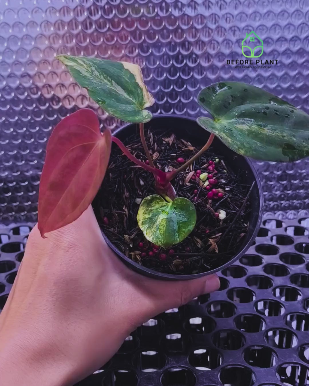 Anthurium Papi Variegated x Gunayala
