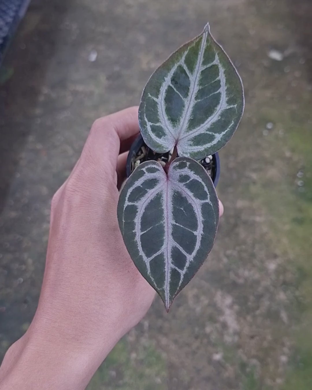 Anthurium Indigo x Red Tiger