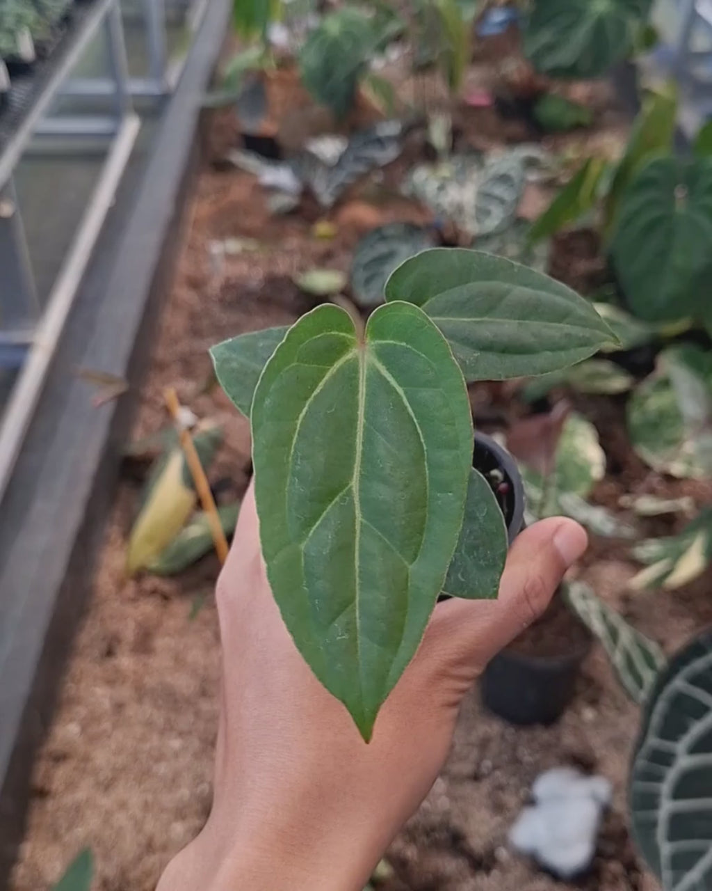 Anthurium Papillilaminum Variegated AOS Tezula x Golden Sunrise RVDP