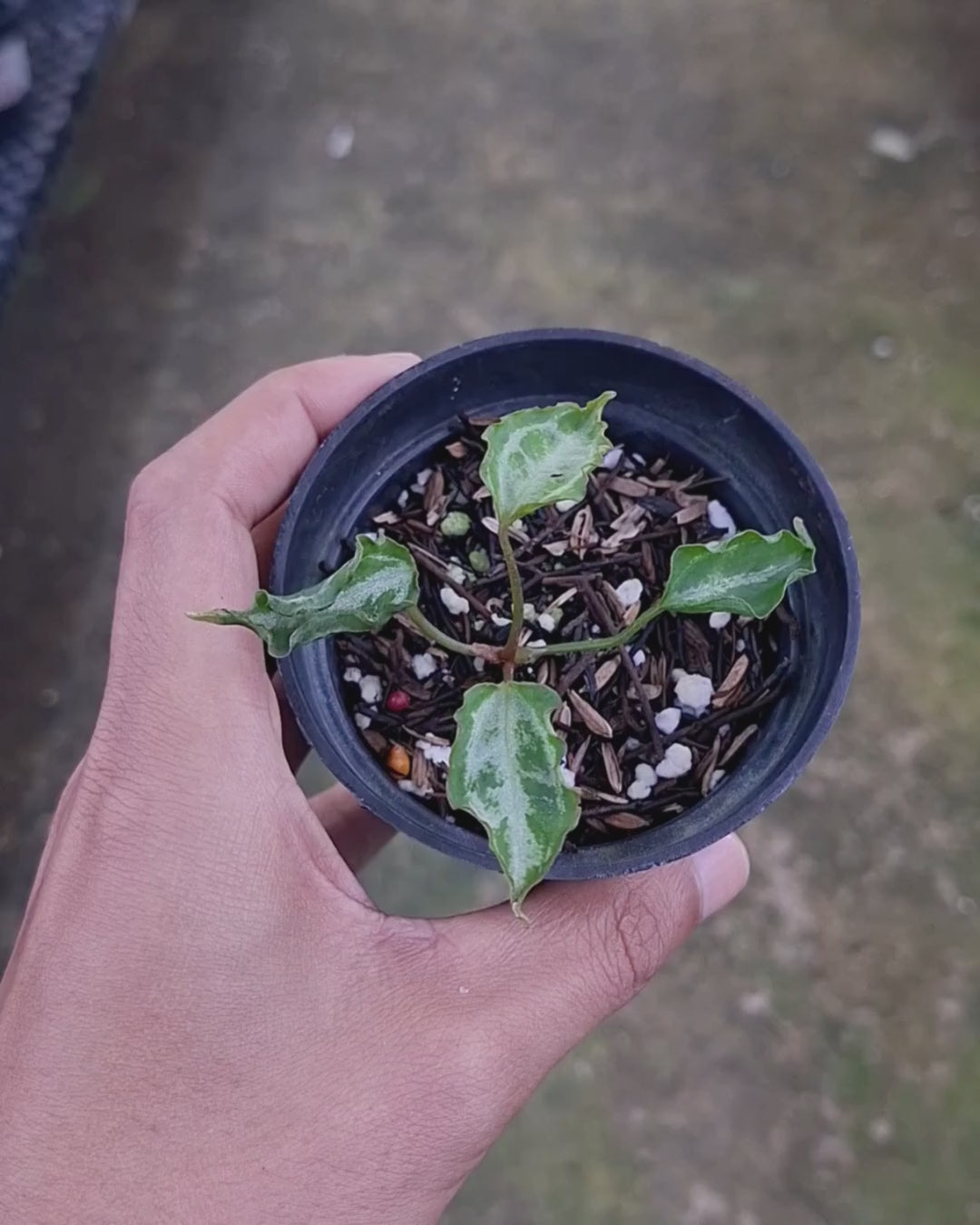 Anthurium Muchlis RC x Muchlis RC