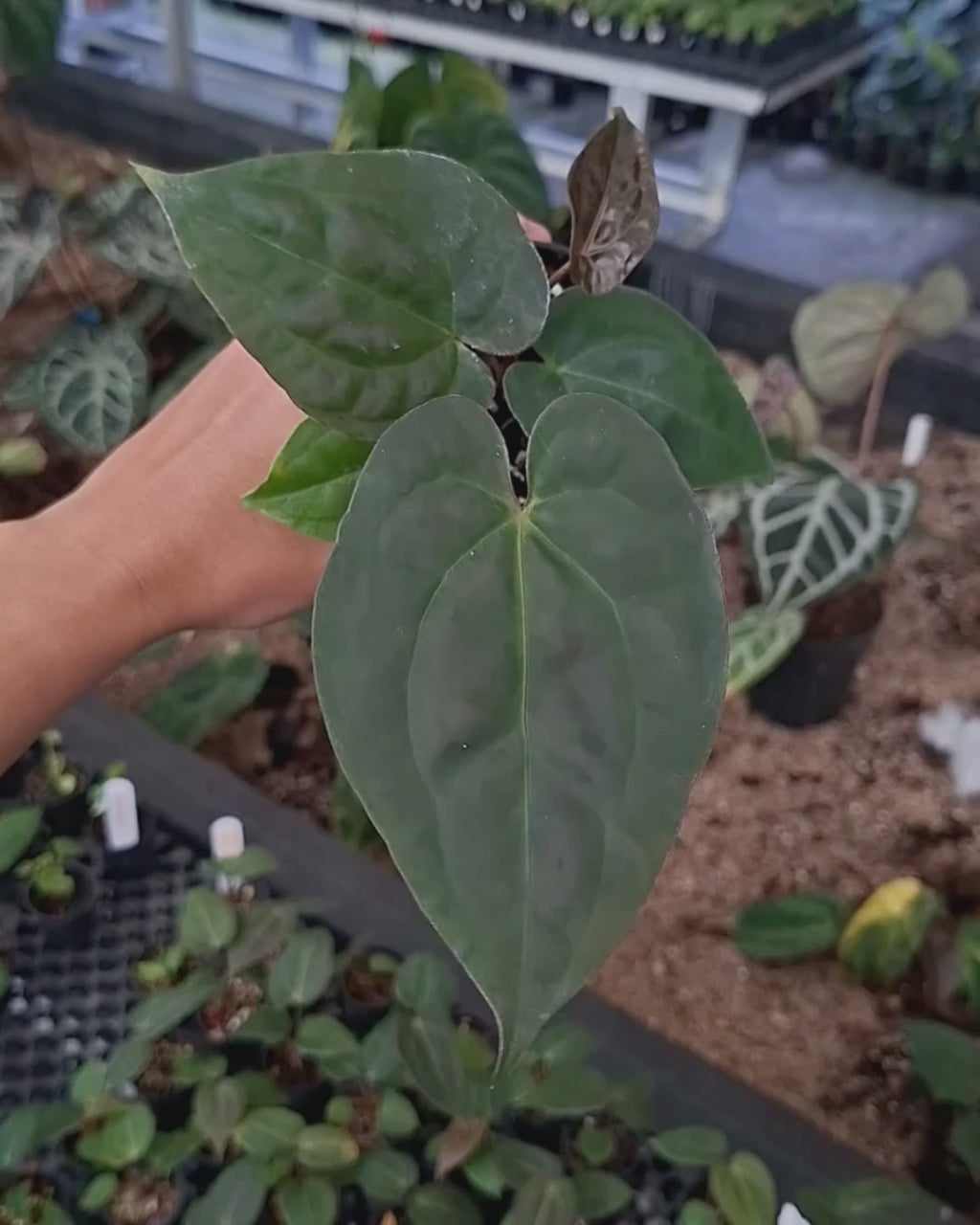 Anthurium Goliath x Michelle Pink