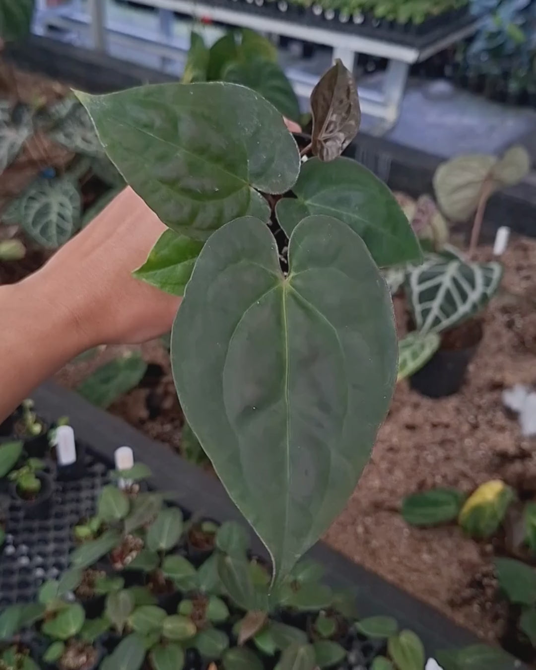 Anthurium Goliath x Michelle Pink