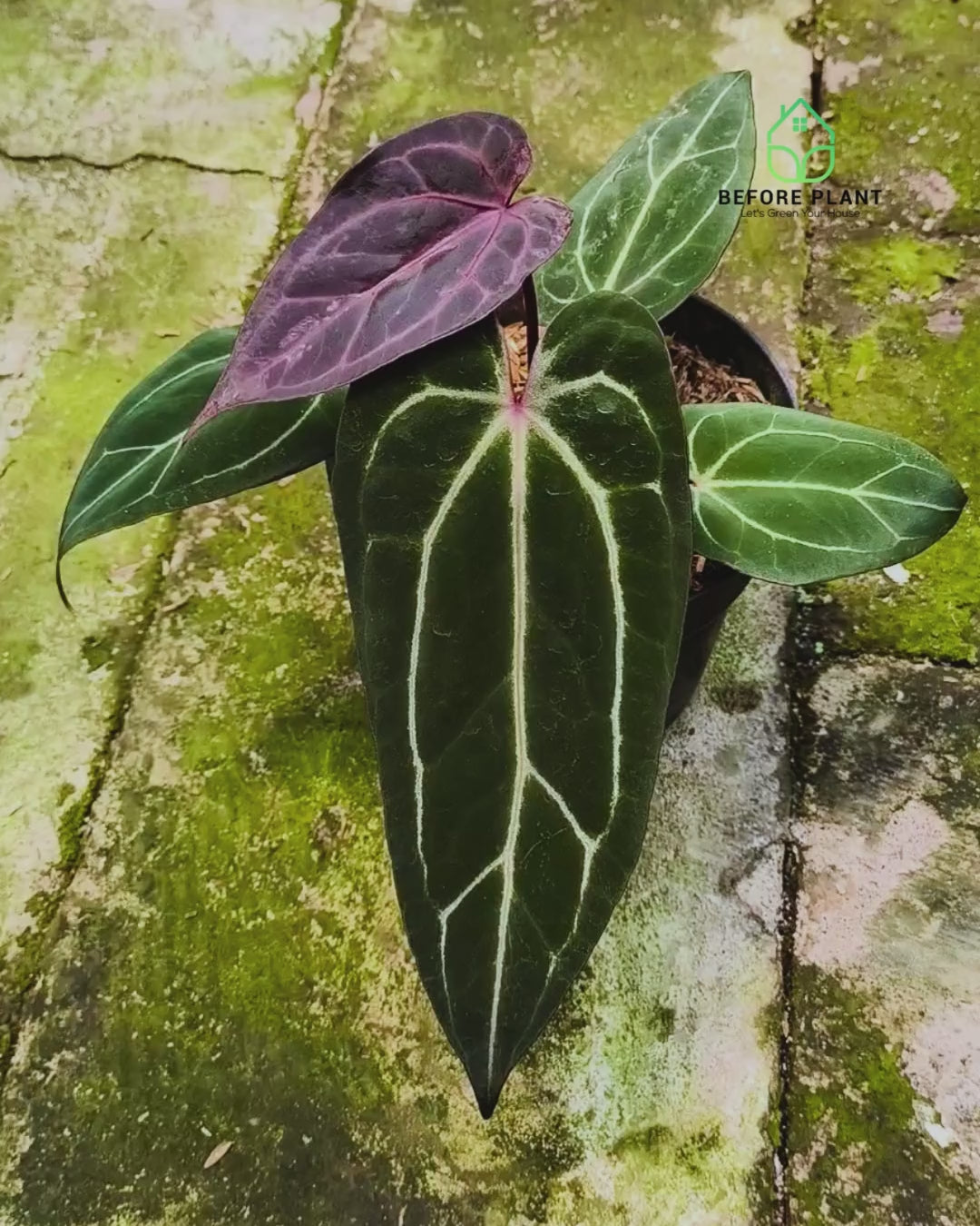 Anthurium BVIT X( Zara x Michelle )