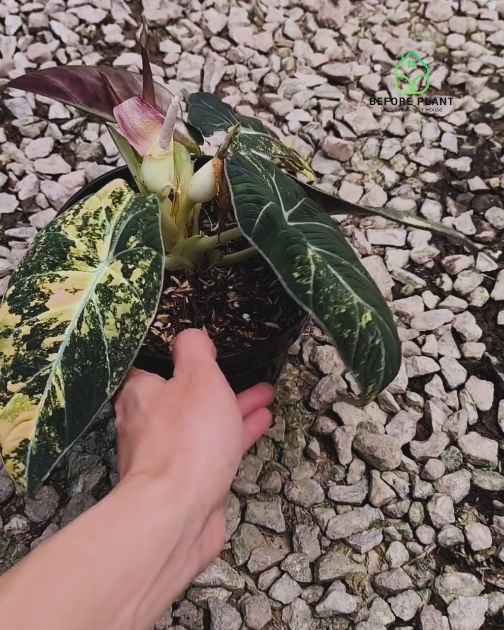 Alocasia Black Velvet Gold