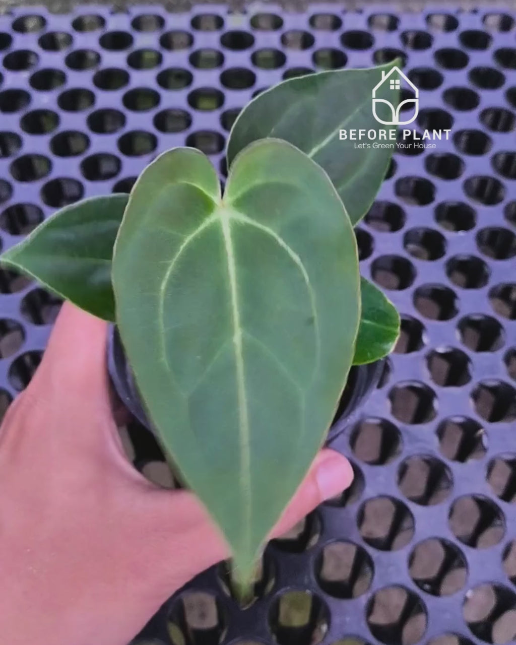 Anthurium Papillilaminum x Self