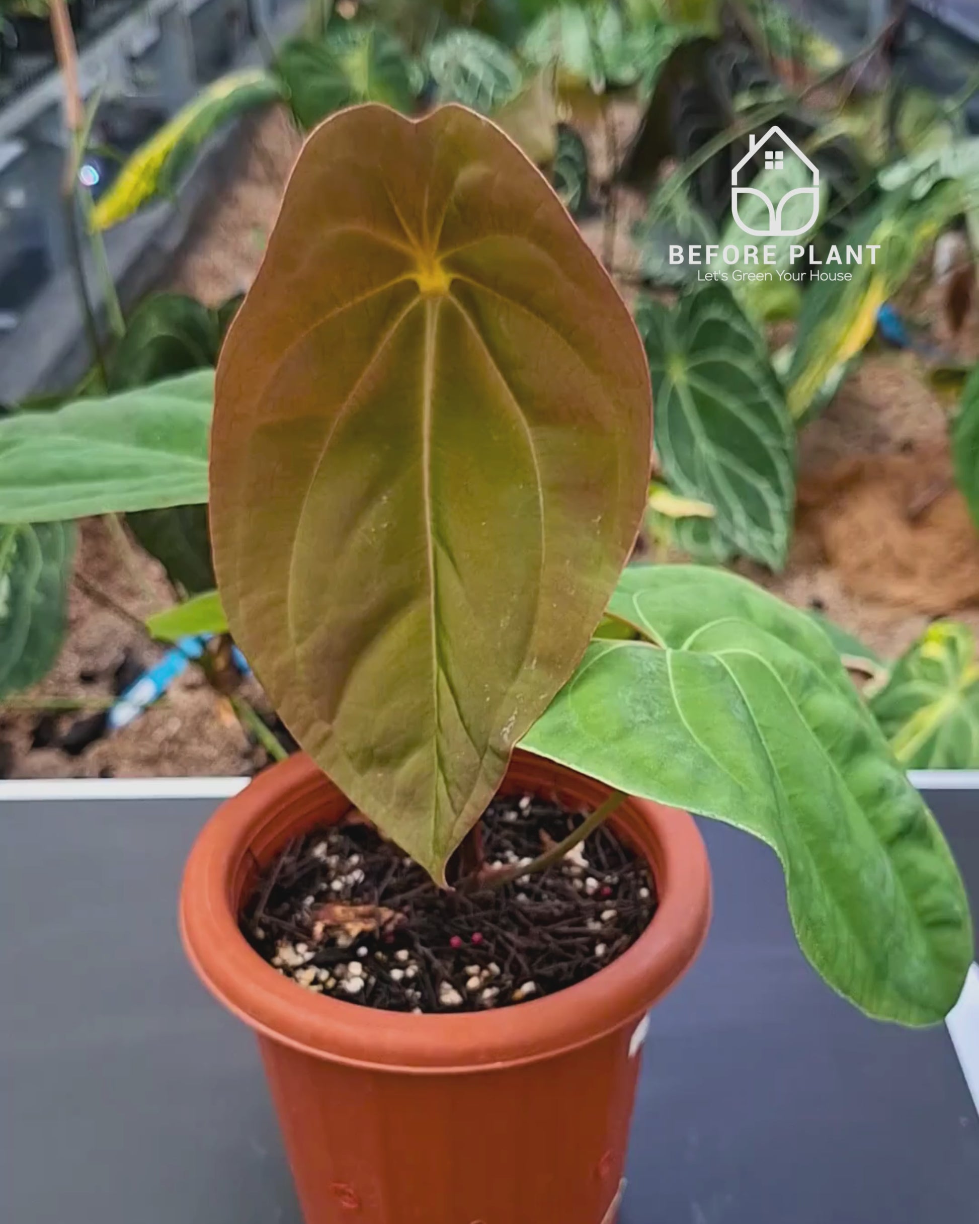 Anthurium Black Velvet Indo Type ( BVIT ) X Red Spider