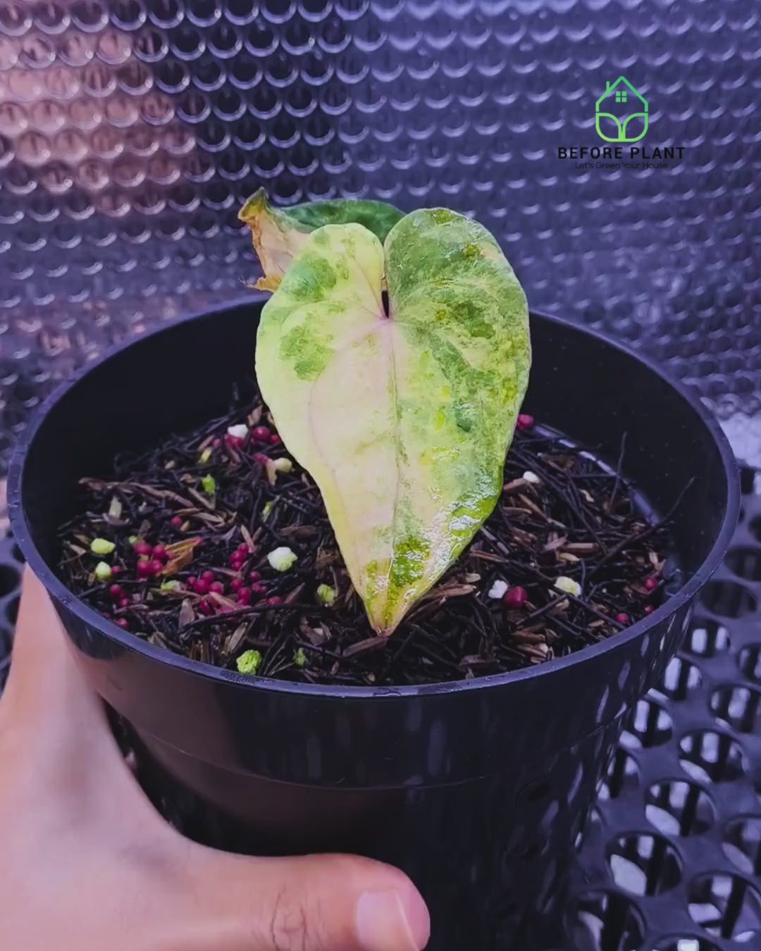 Anthurium Papi Variegated x Gunayala