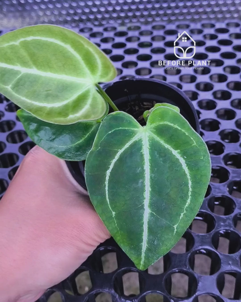 Anthurium Porti NSE x Dressleri NSE