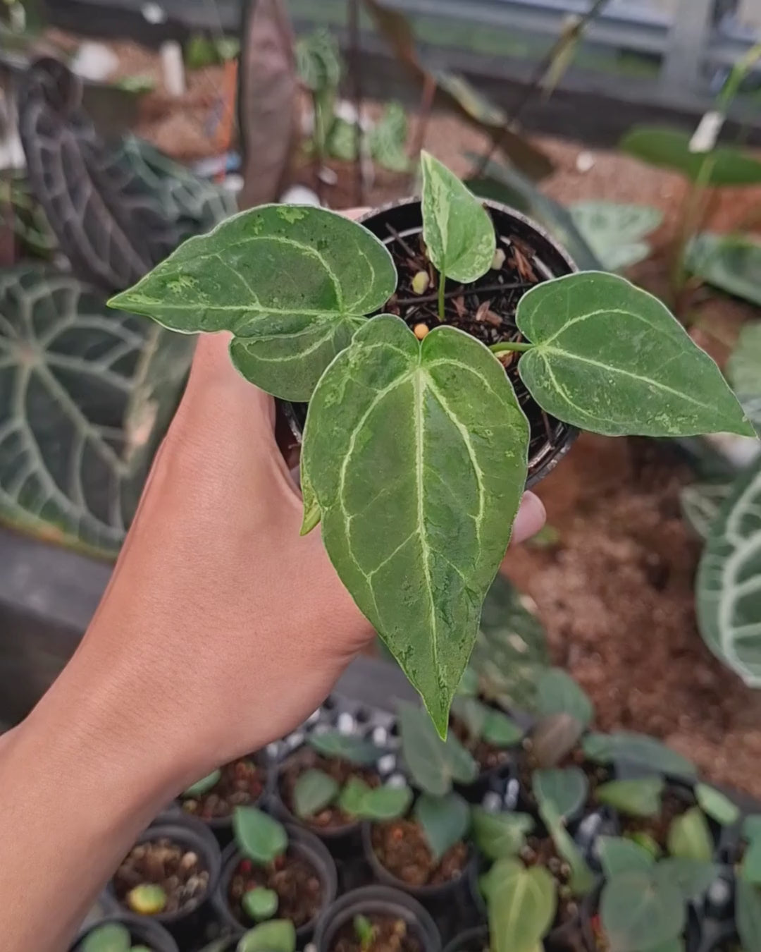 Anthurium Forgetii Blister x Silver Blush