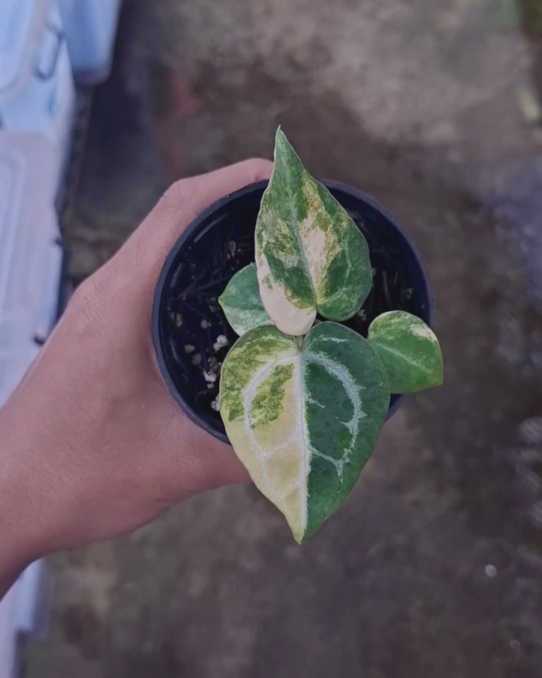 Anthurium Papillilaminum Variegated x Michelle