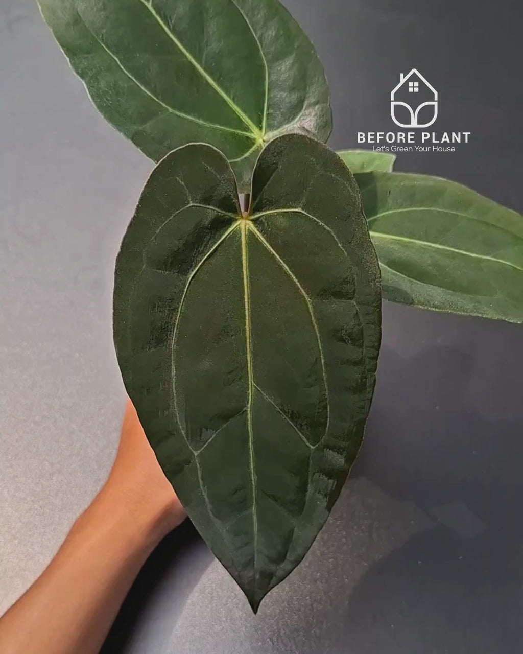 Anthurium Fort Sherman x Zara Michelle