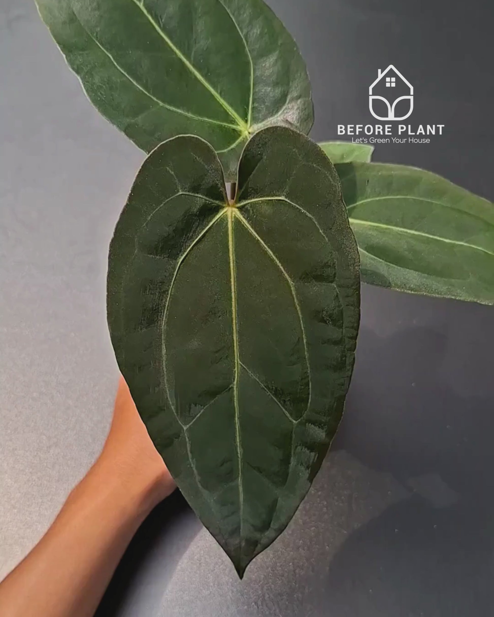 Anthurium Fort Sherman x Zara Michelle
