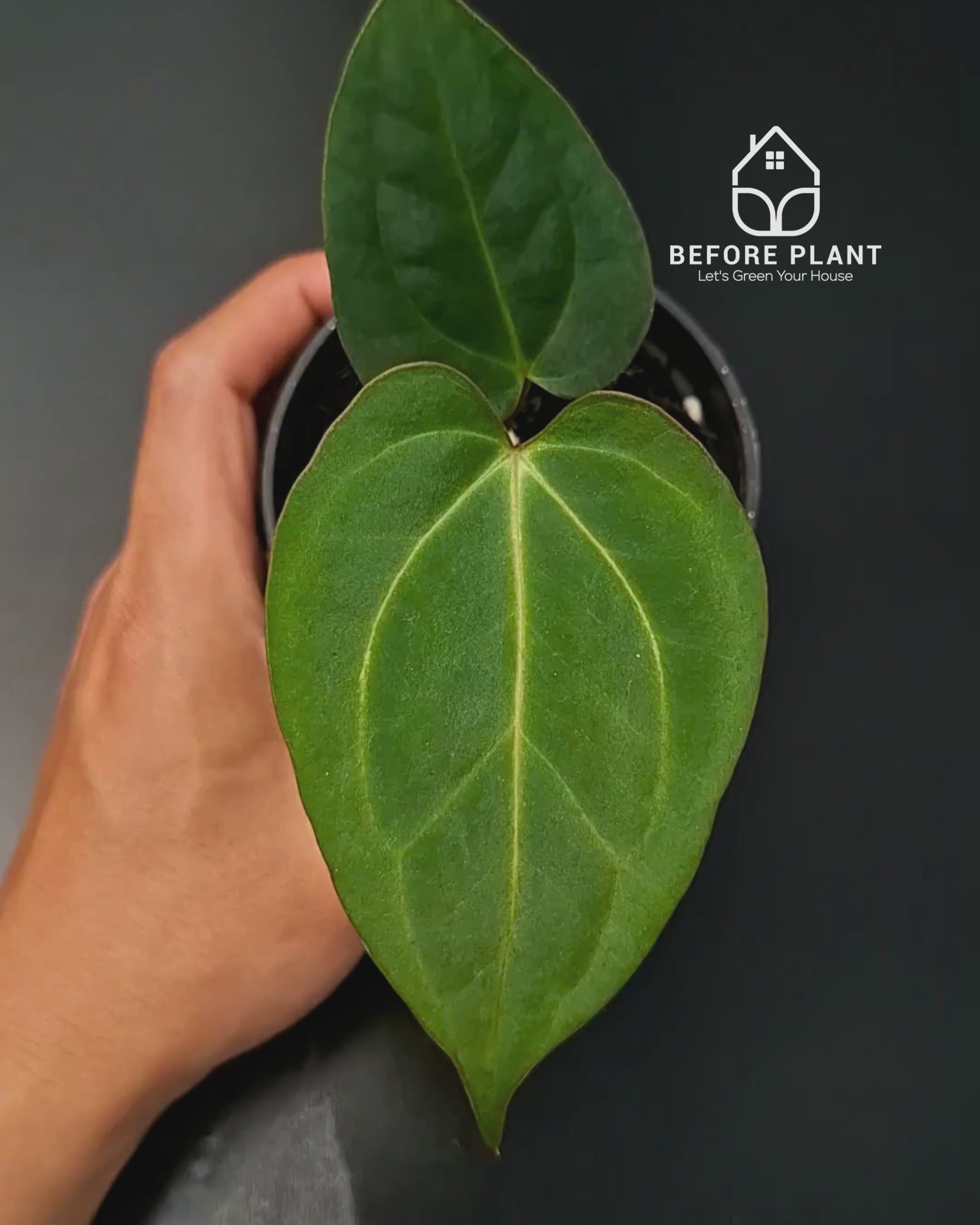 Anthurium Carla x Golden Sunrise RVDP