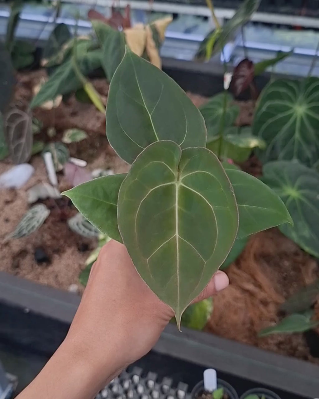 Anthurium Papillilaminum x Blood Of Blue
