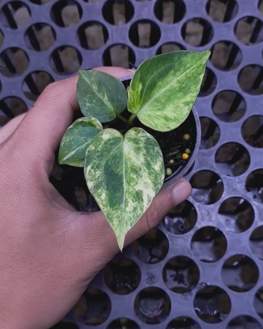 Anthurium Black Venom x Angela Black Widow