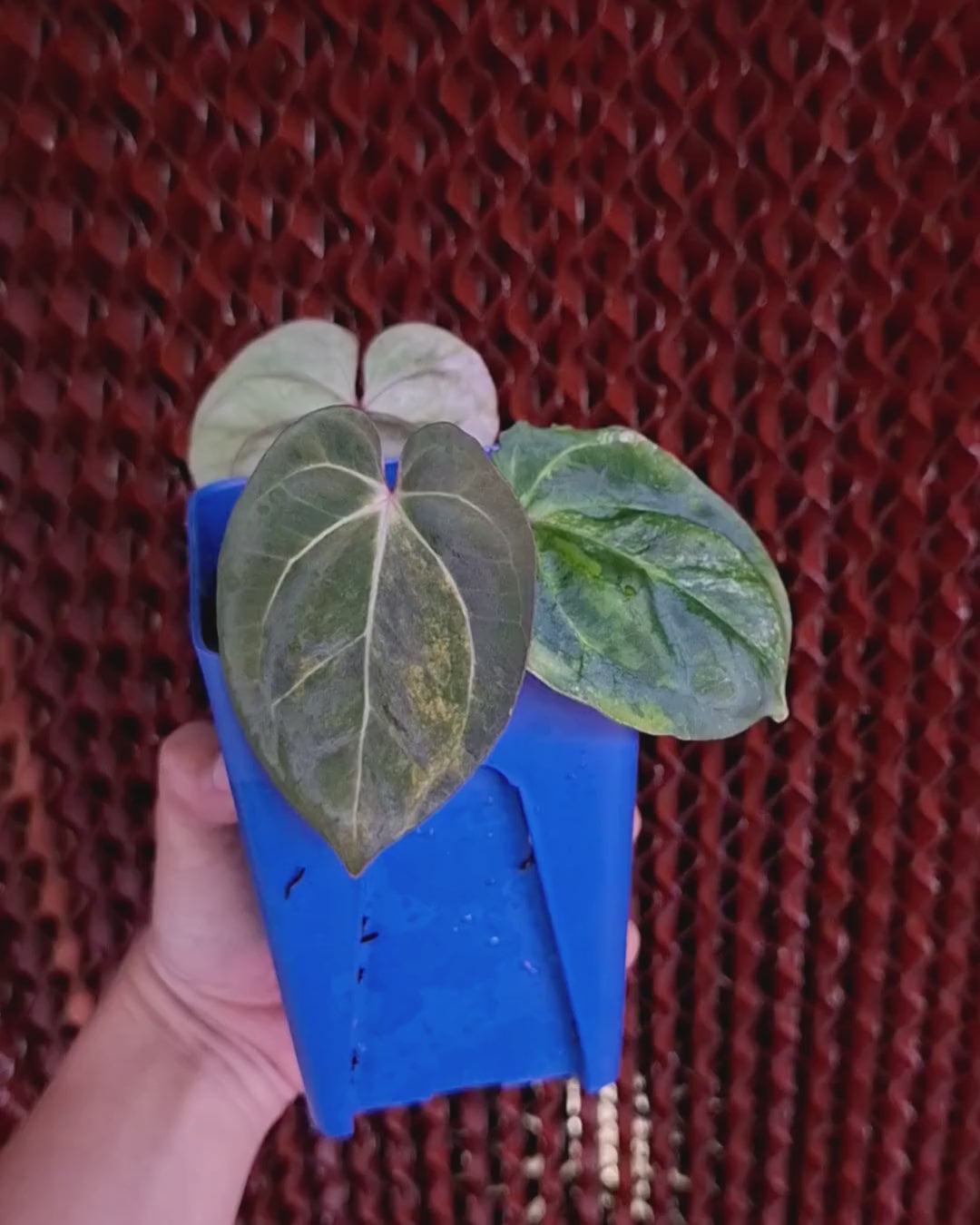 Anthurium Papillilaminum Variegated x Red Vein Dark Phoenix (RVDP)