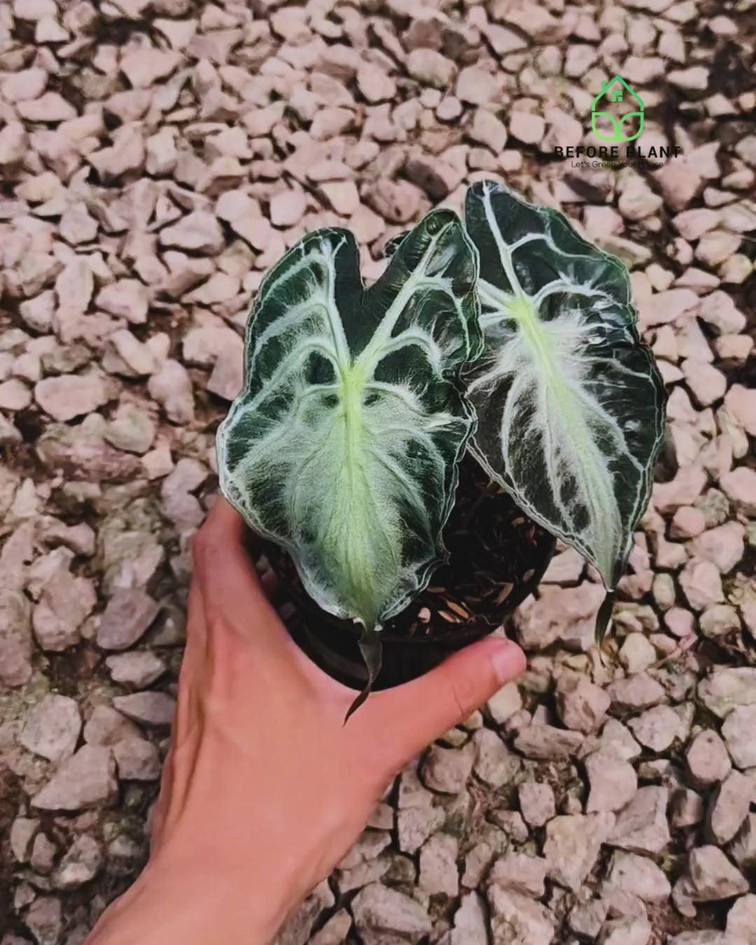 Alocasia Venom