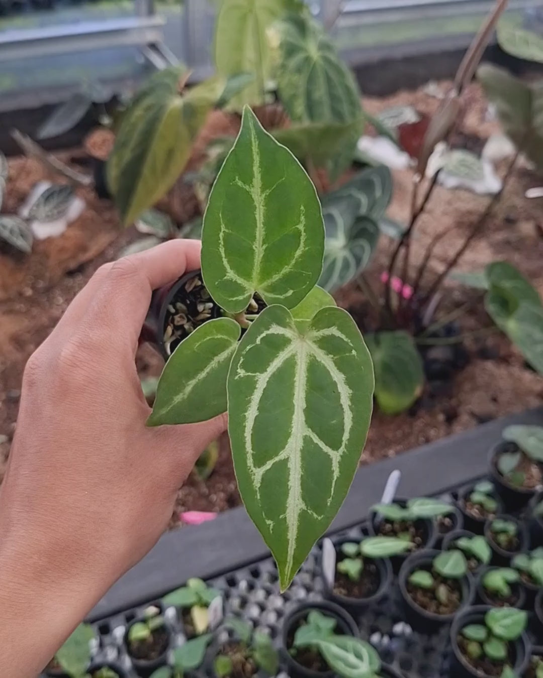 Anthurium Silver x Magnificum