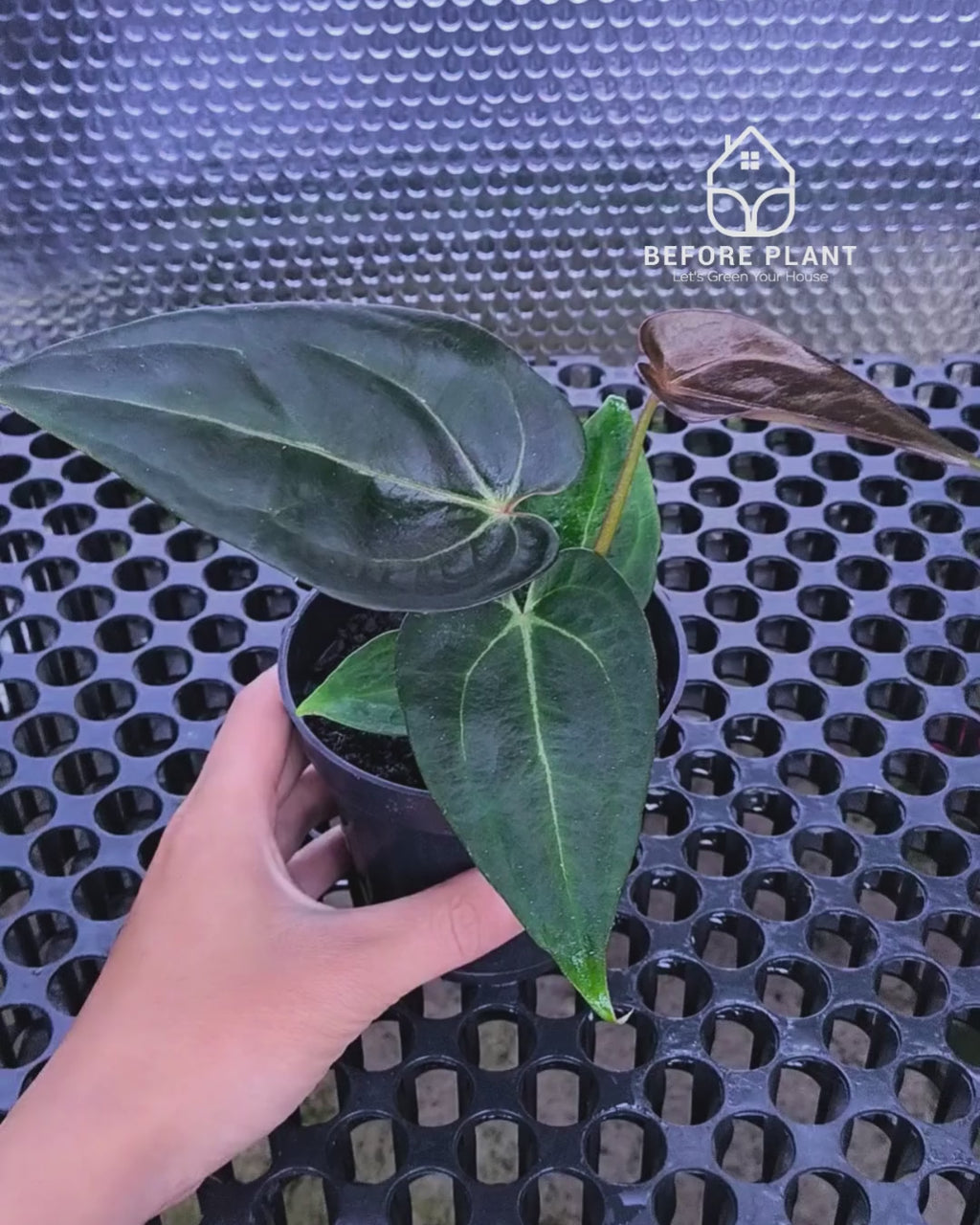 Anthurium ( Dark Handsome x Red Velvet Cake) X Black Venom