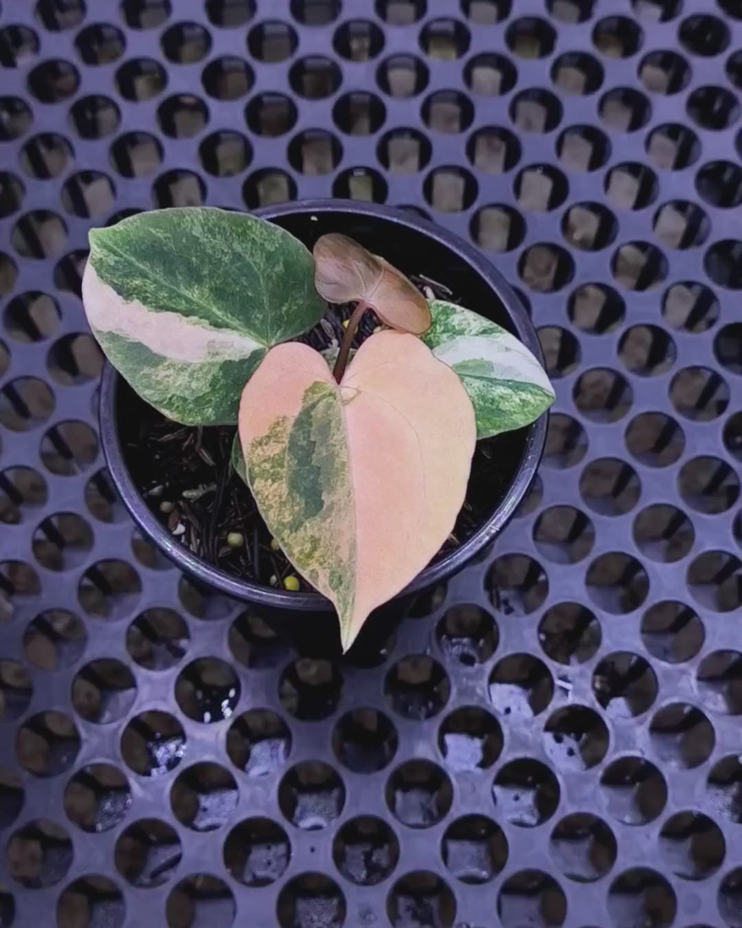 Anthurium Black Venom x RVC Michelle