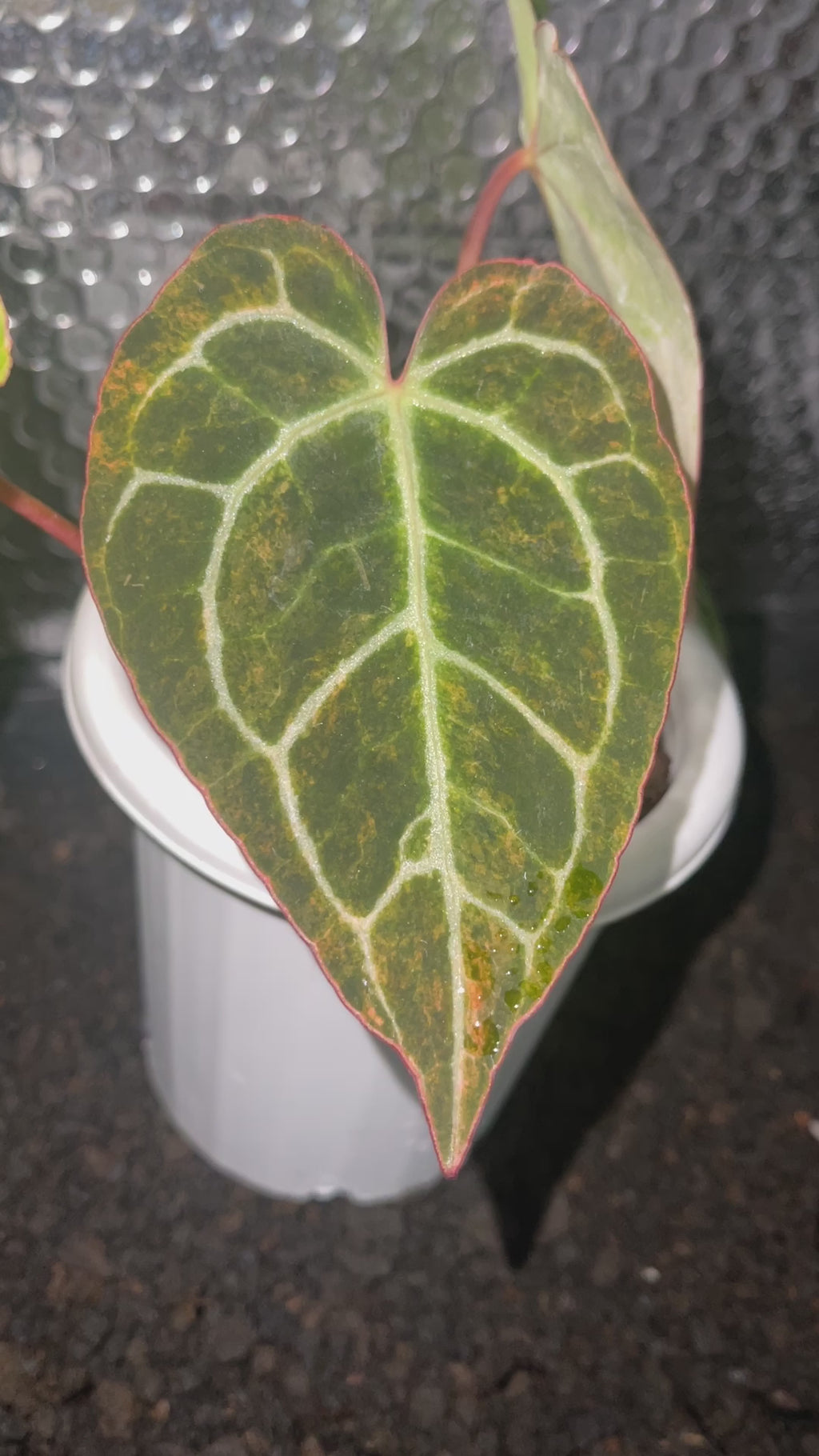 Anthurium Crystallinum Variegated