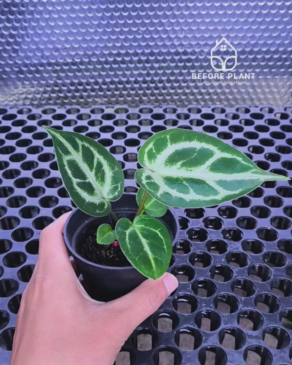 Anthurium Fort Sherman x Michelle Pink