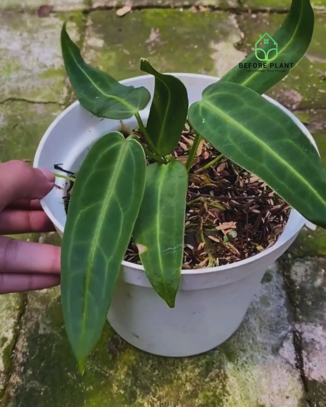 Anthurium Warocqueanum