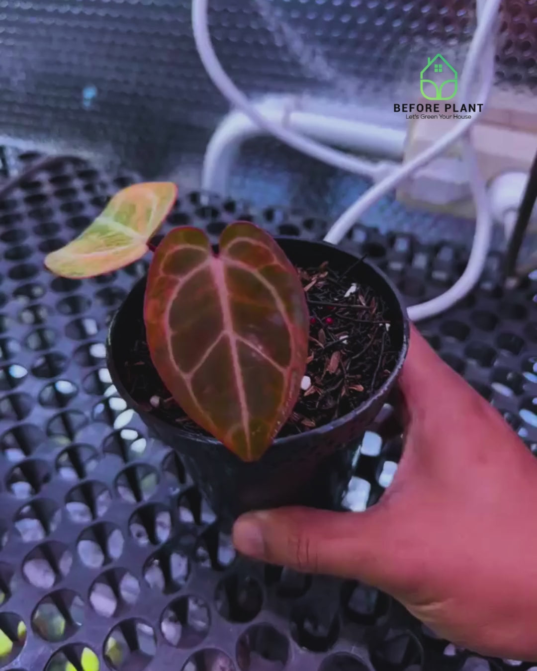Anthurium Megatron