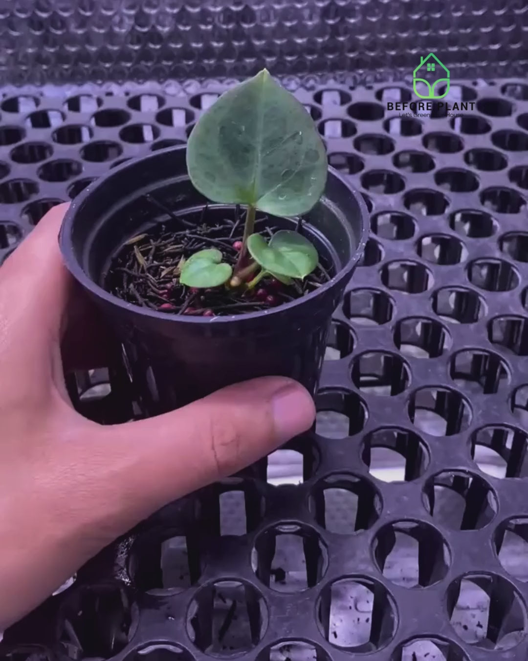 Anthurium King of Spades (HU) Seedling