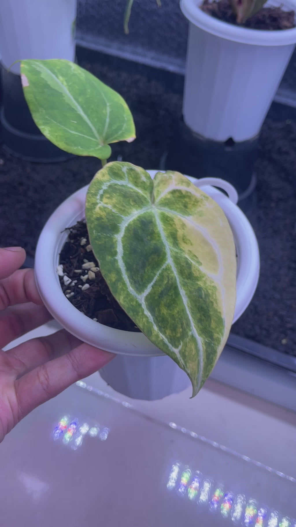 Anthurium Papillaminum variegated x magnificum