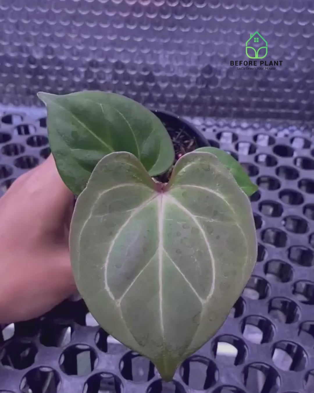 Anthurium King of Spades (HU) Seedling