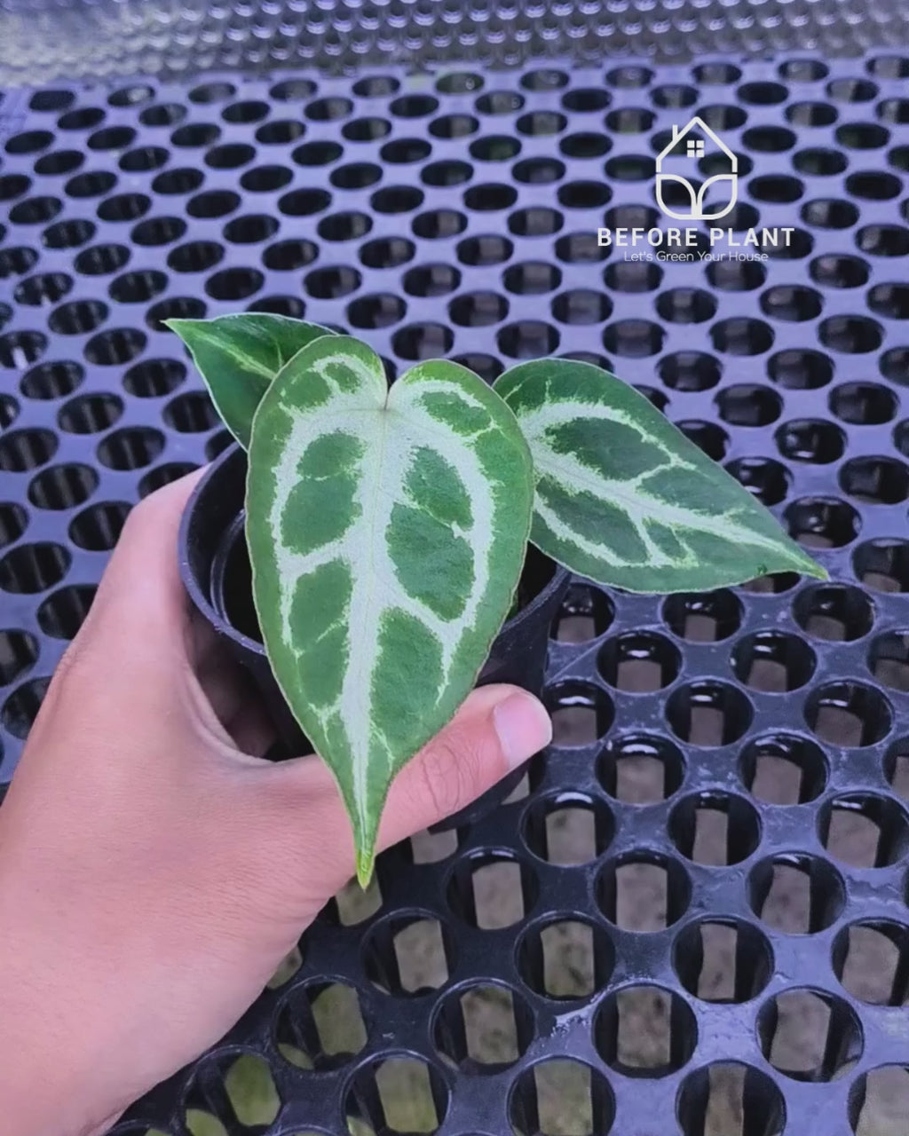 Anthurium Fort Sherman x Michelle Pink