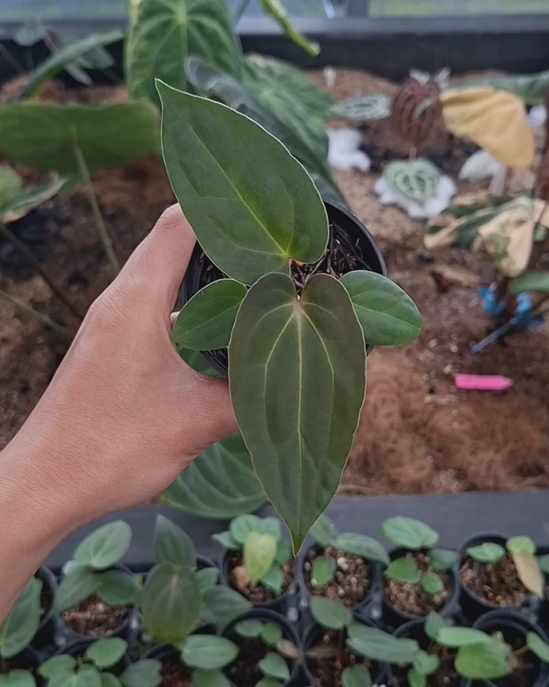 Anthurium Indigo x Papi Var AOSTezula