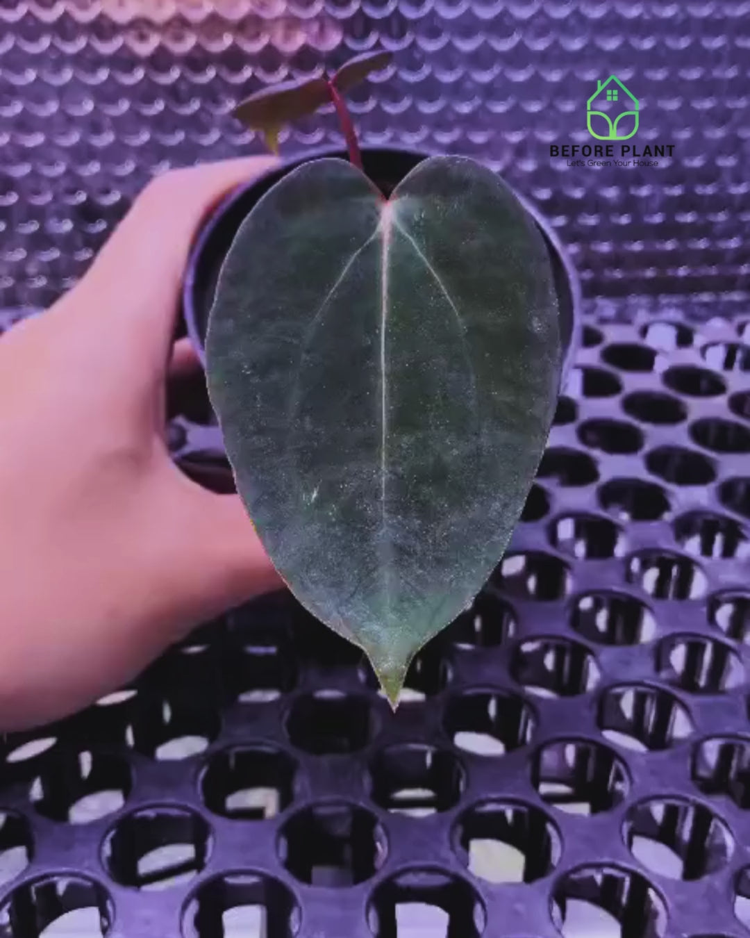 Anthurium Night Queen X Red Crystallinum