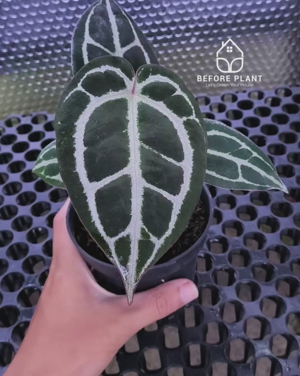 Anthurium Panglima x Black Velvet Indo Type ( BVIT )