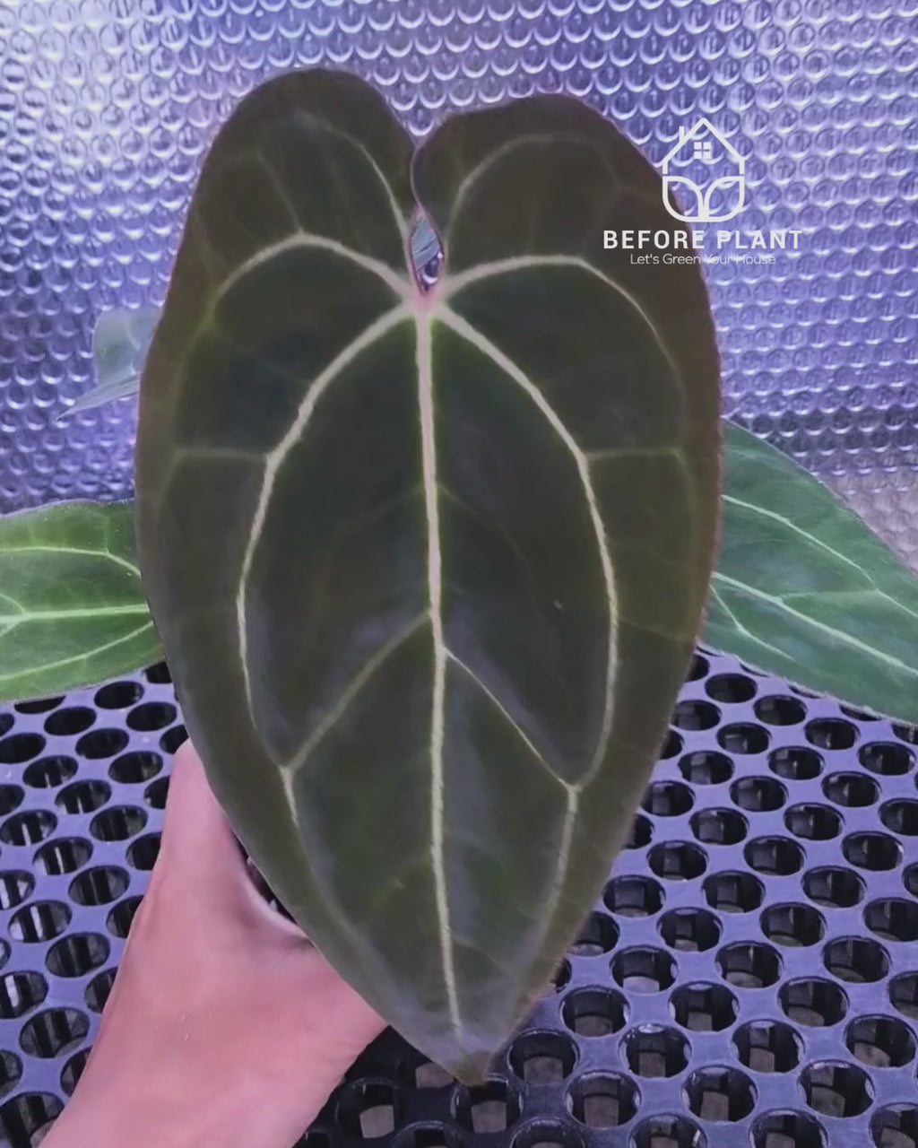 Anthurium Black Venom