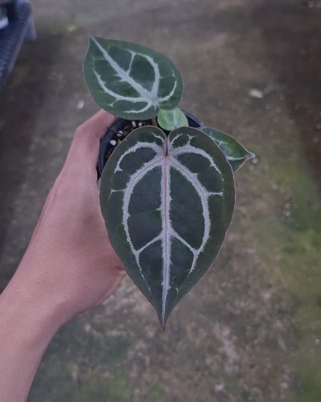 Anthurium Indigo x Red Tiger