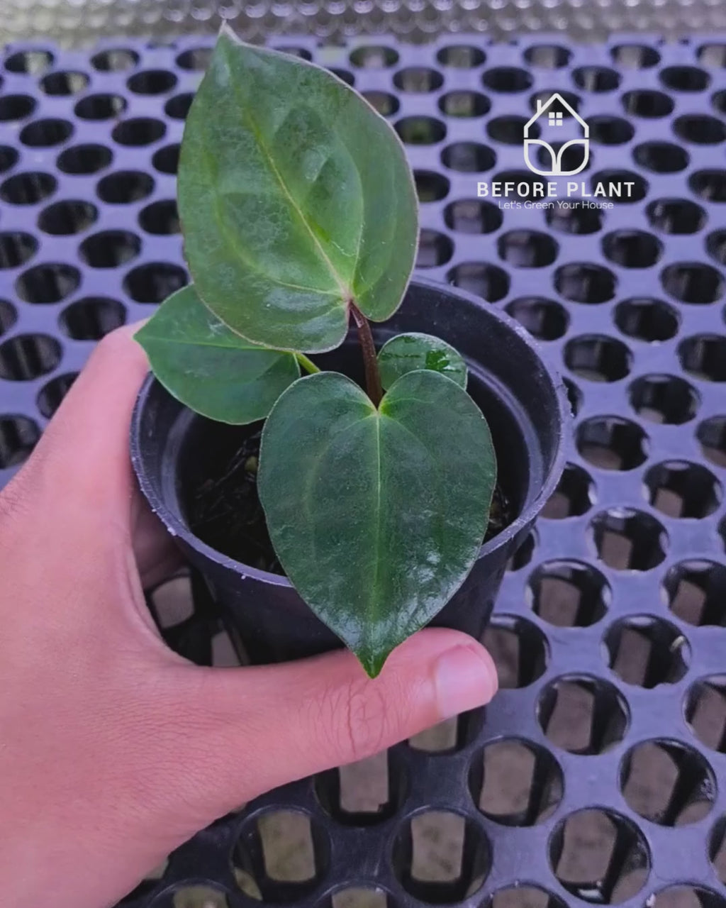 Anthurium Goliath x Michelle Pink