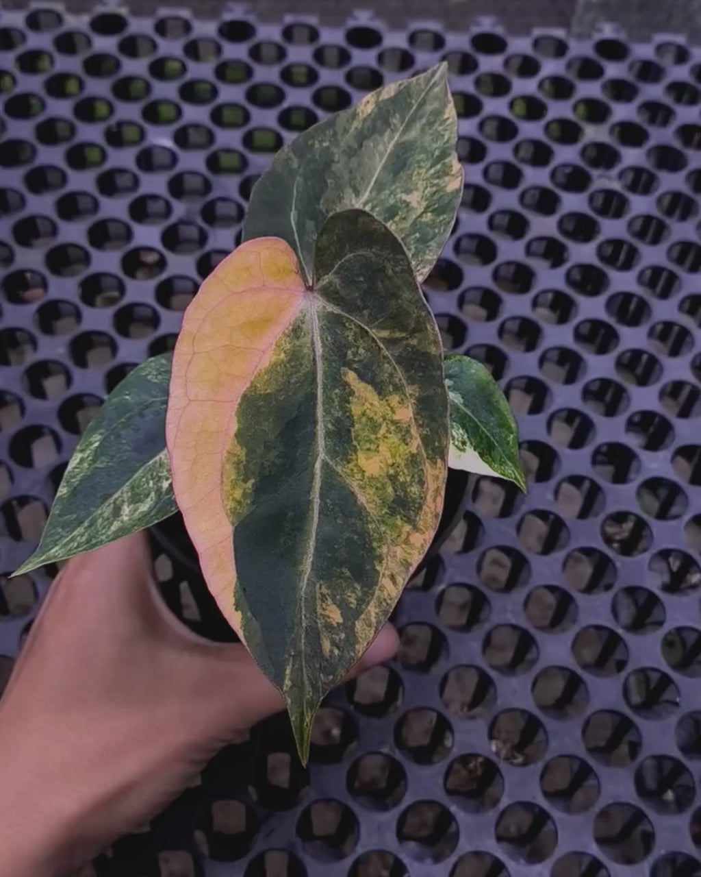 Anthurium Black Venom x Twilight Armor