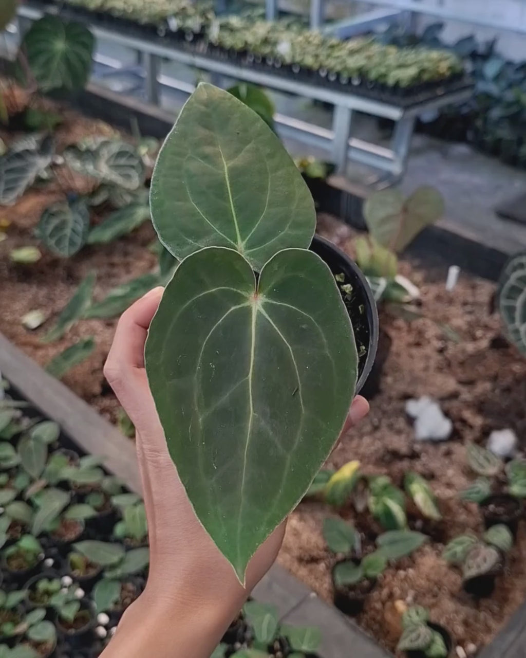 Anthurium Carla Portillae NSE x Papillilaminum Var Aos Tezula