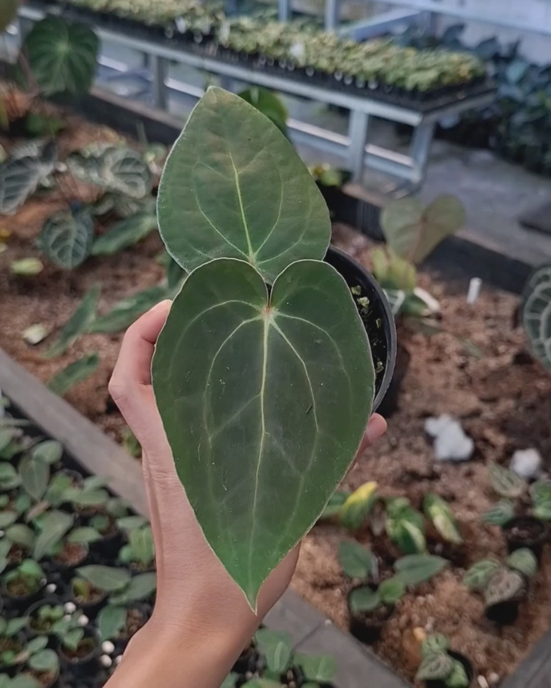 Anthurium Carla Portillae NSE x Papillilaminum Var Aos Tezula