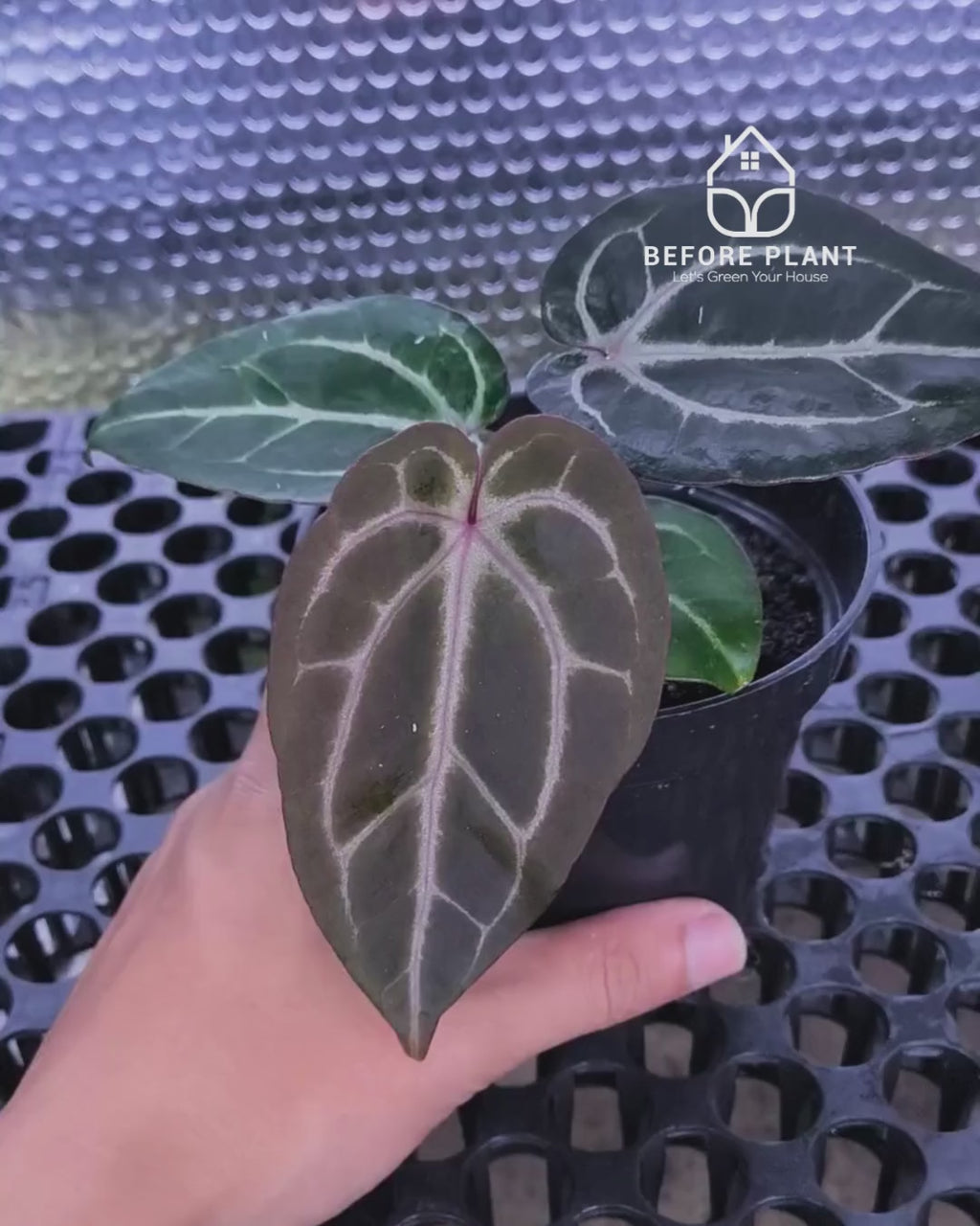 Anthurium Michelle X BVIT ZM RED