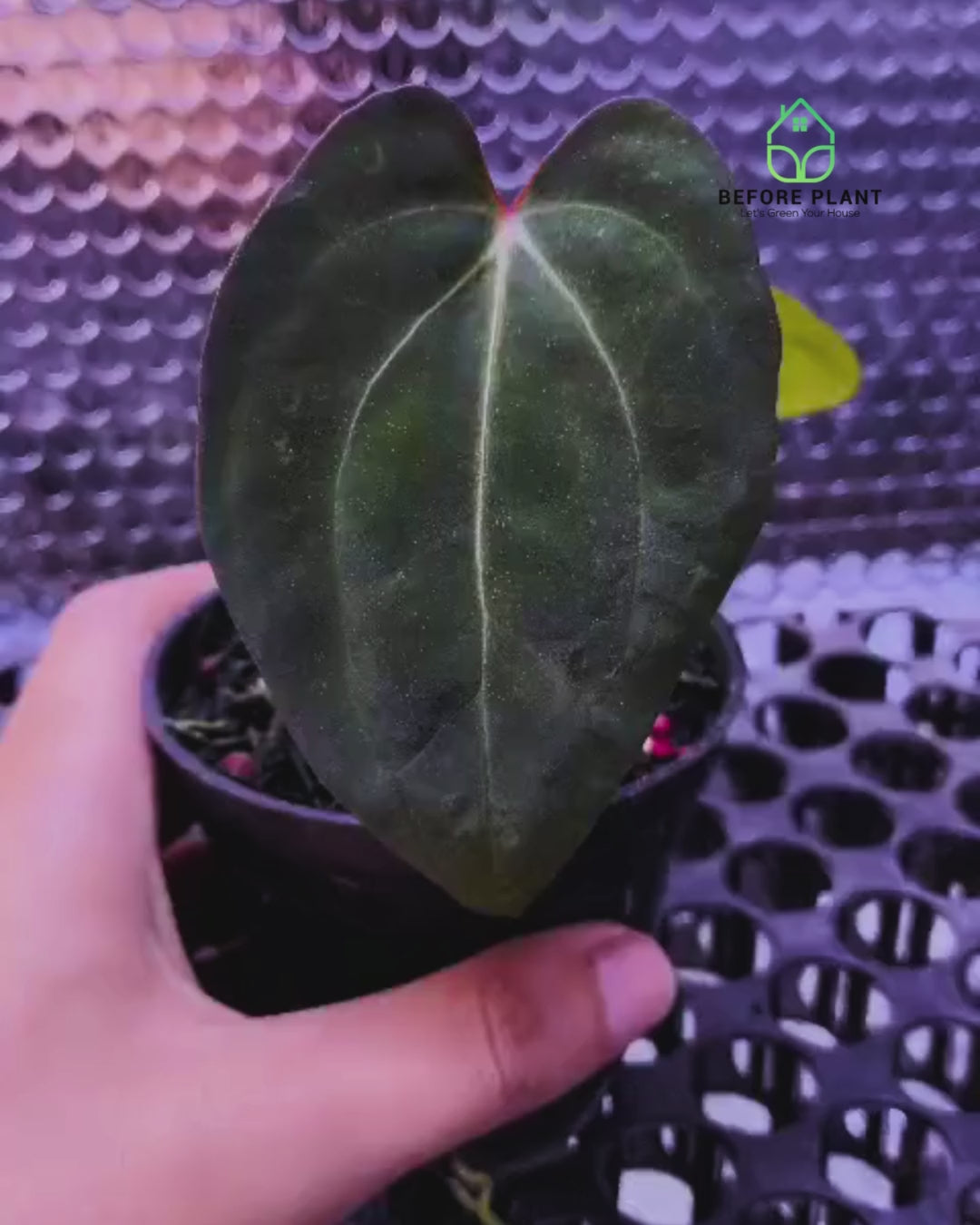 Anthurium Night Queen X Red Crystallinum