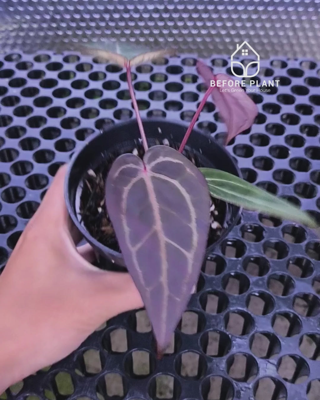 Anthurium ( Dark Handsome x Red Velvet Cake ) x Michelle Variegated