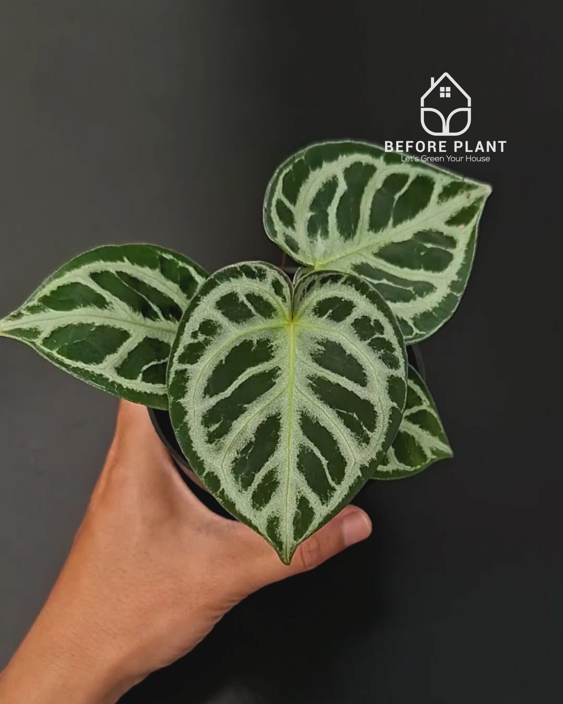Anthurium Red Tiger