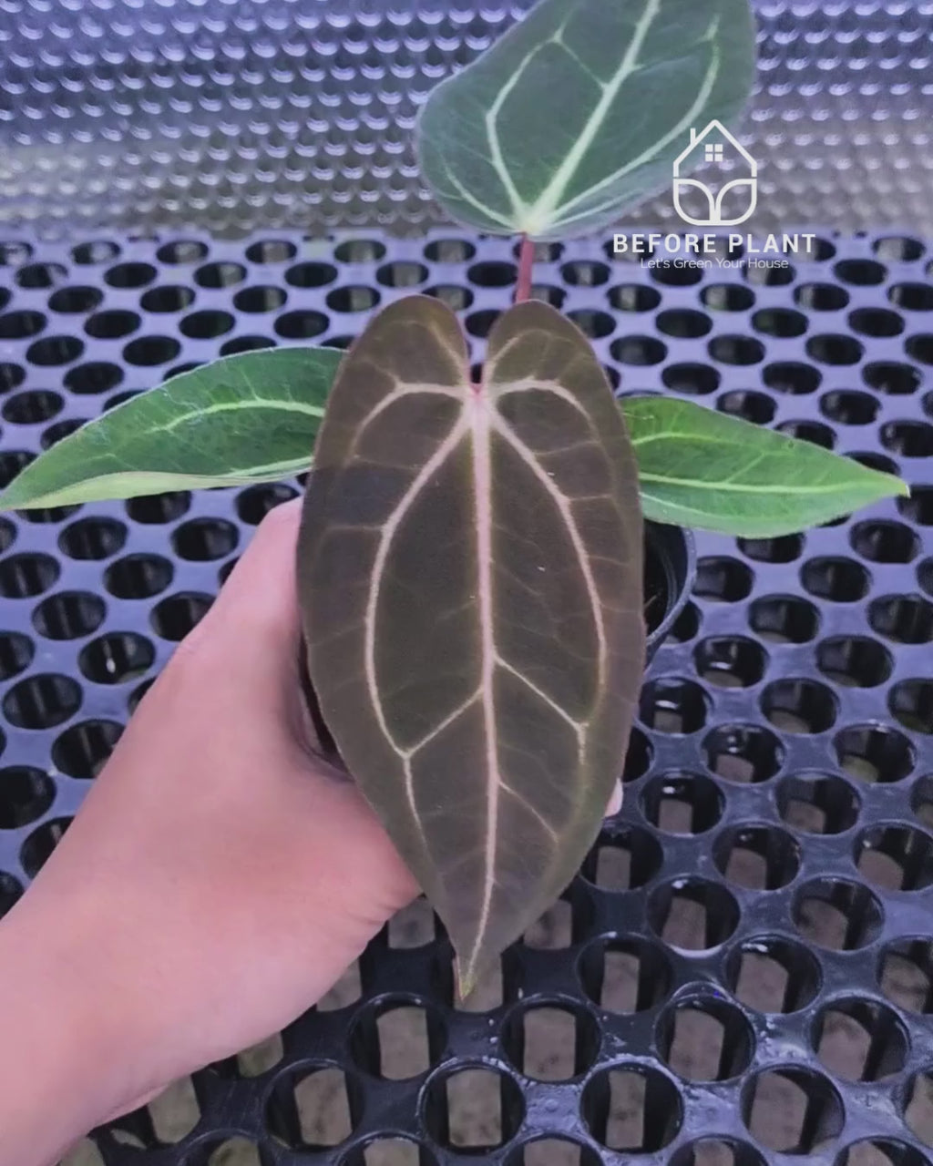 Anthurium Dark Handsome X Black Muscle