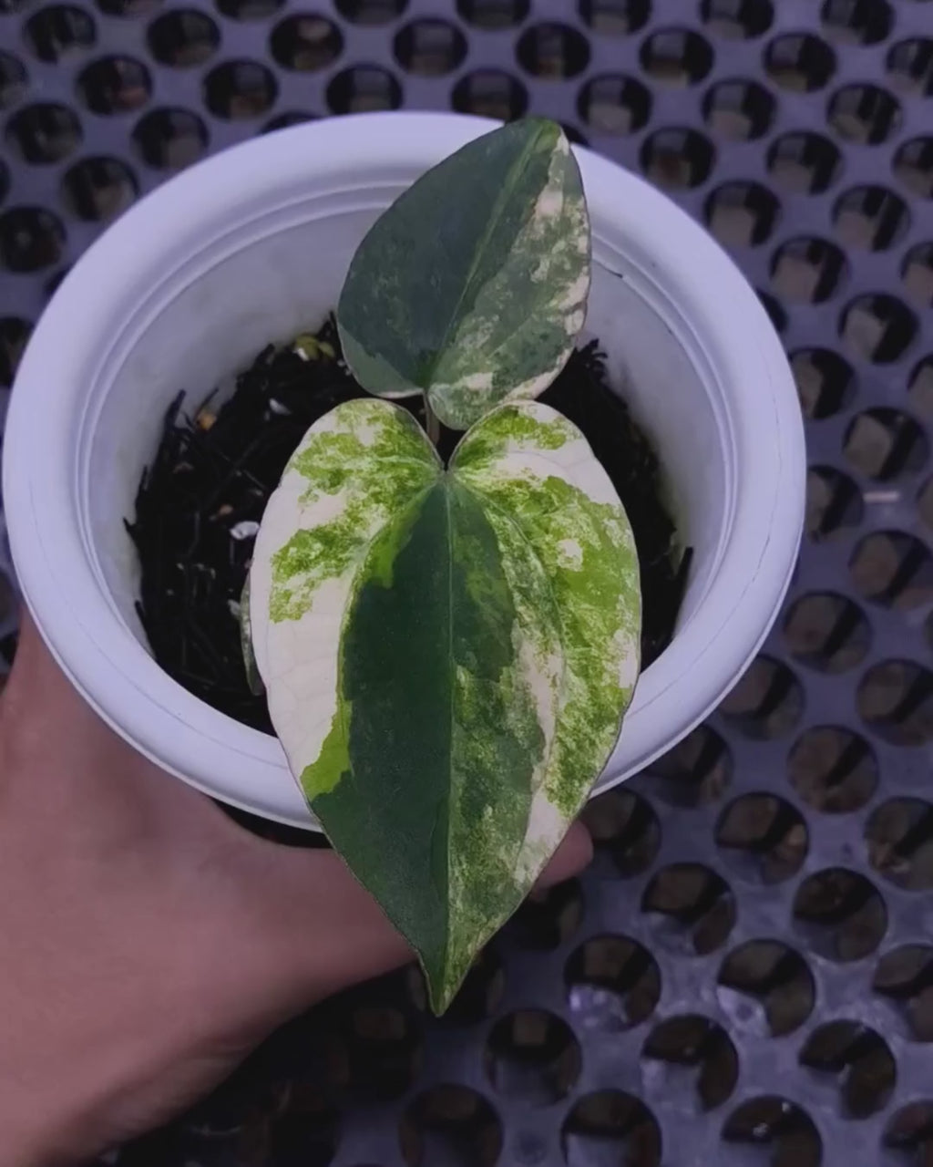 Anthurium Papillilaminum Variegated X Magnificum