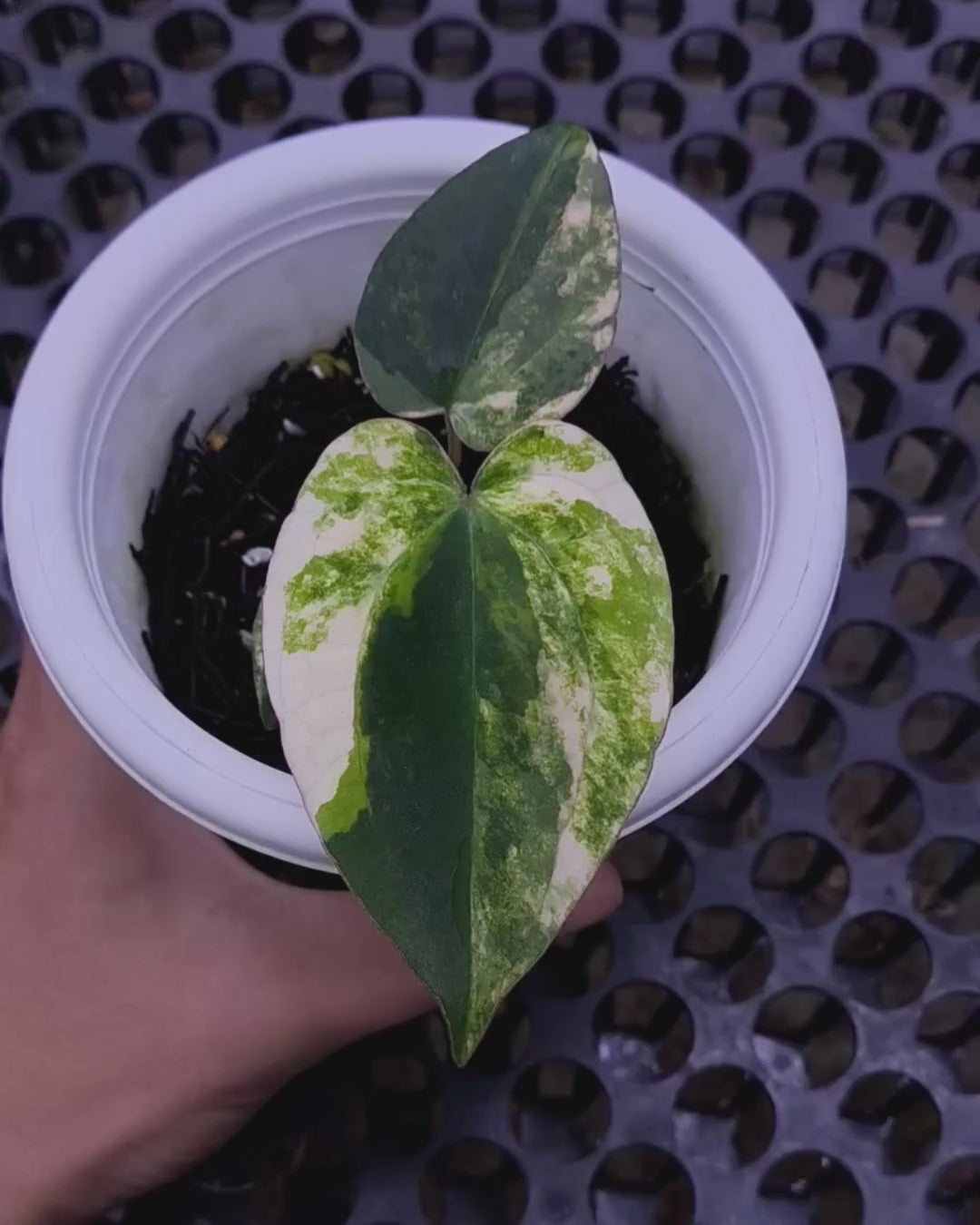 Anthurium Papillilaminum Variegated X Magnificum