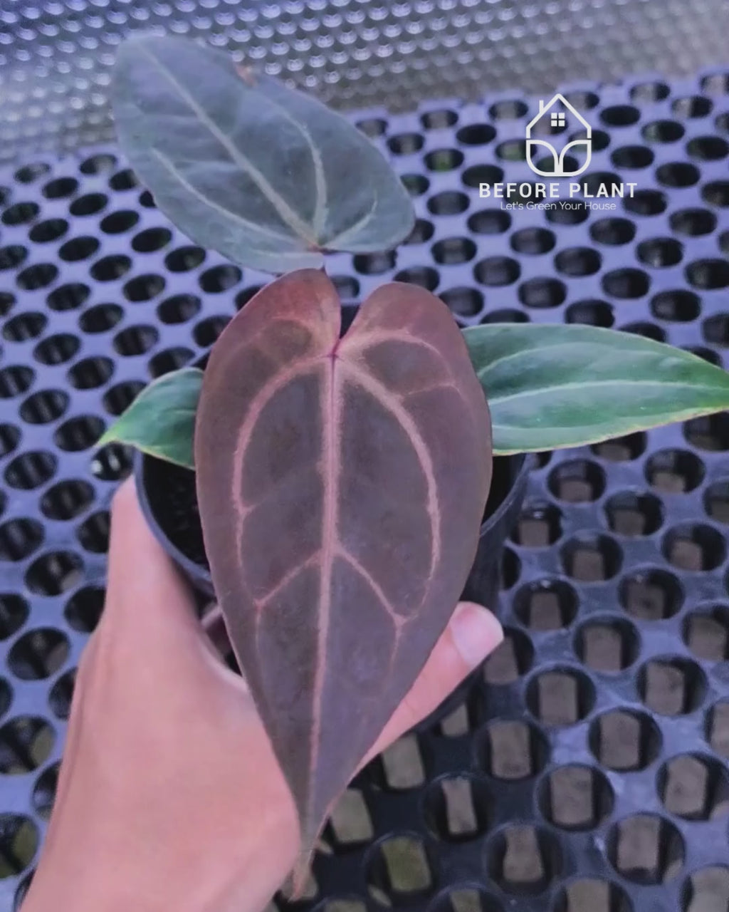 Anthurium Dark Handsome X Black Muscle